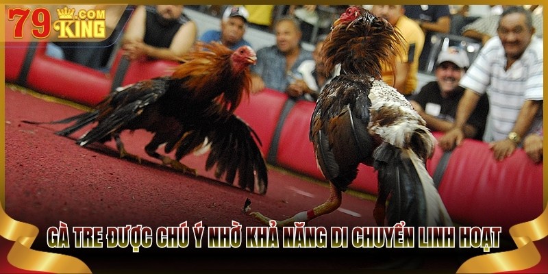 Gà tre được chú ý nhờ khả năng di chuyển linh hoạt