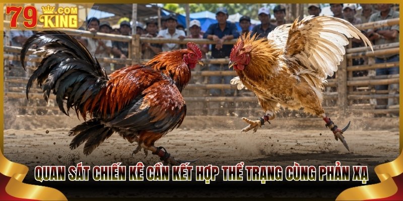 Quan sát chiến kê cần kết hợp thể trạng cùng phản xạ