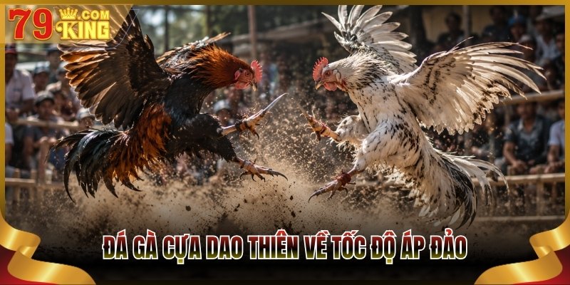 Đá gà cựa dao thiên về tốc độ áp đảo