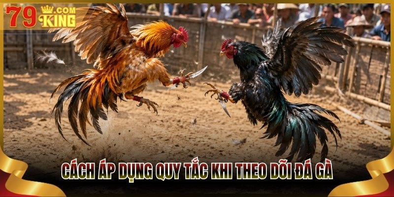 Cách áp dụng quy tắc khi theo dõi đá gà
